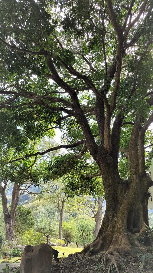 Around The Tree Manor Apartment Shitan Bilik gambar